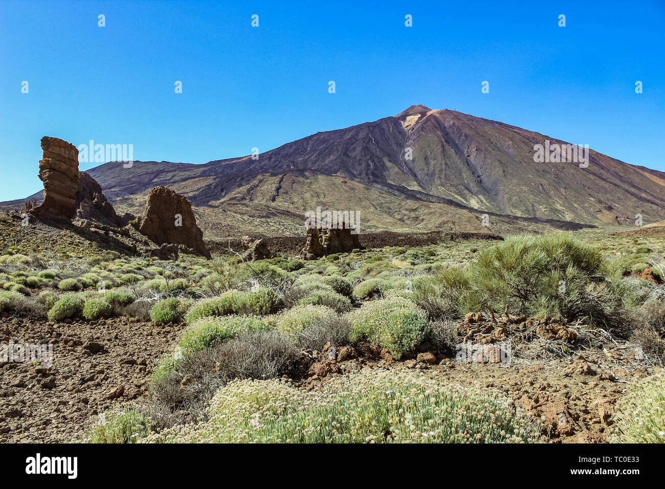 Der Nationalpark Teide auf Teneriffa. Ein toller Kontrast zu der kargen Stein- und Vulkanlandschaft und die grünen Pflanzen. Stockfoto