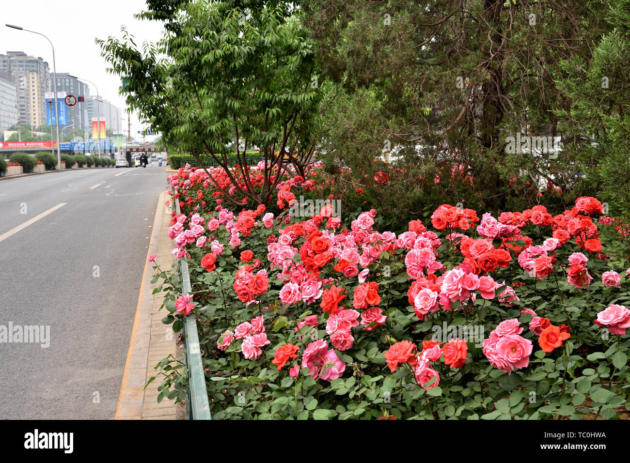 Der Mond Jahreszeit Blumen blühen auf den Straßen von Peking im Mai. Stockfoto
