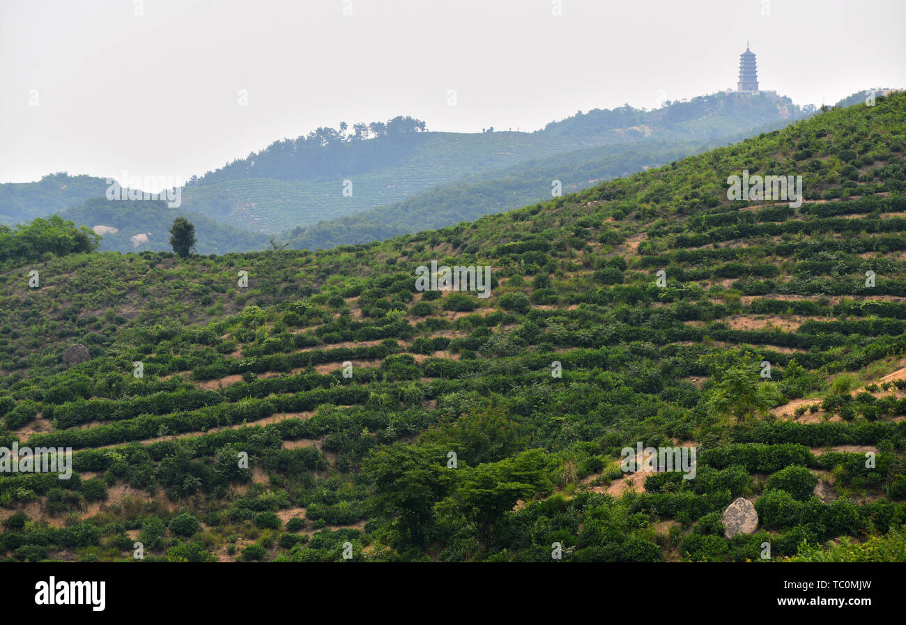 Landschaft von Mao Jian Kaffee Berg, Xinyang, Provinz Henan Stockfoto