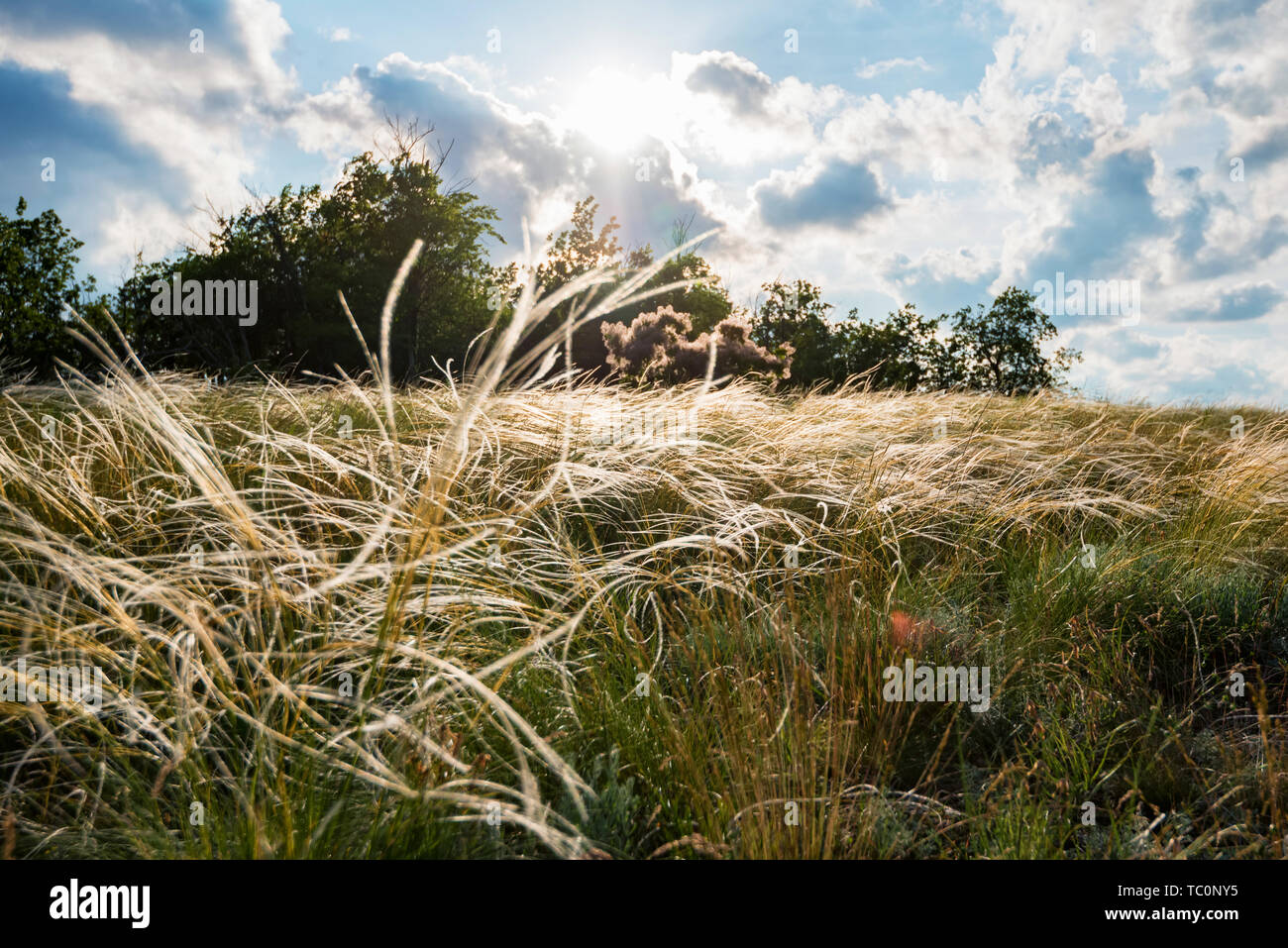 Silber Feder Gras im Wind in die Steppe schönen Sommer Landschaft Stockfoto