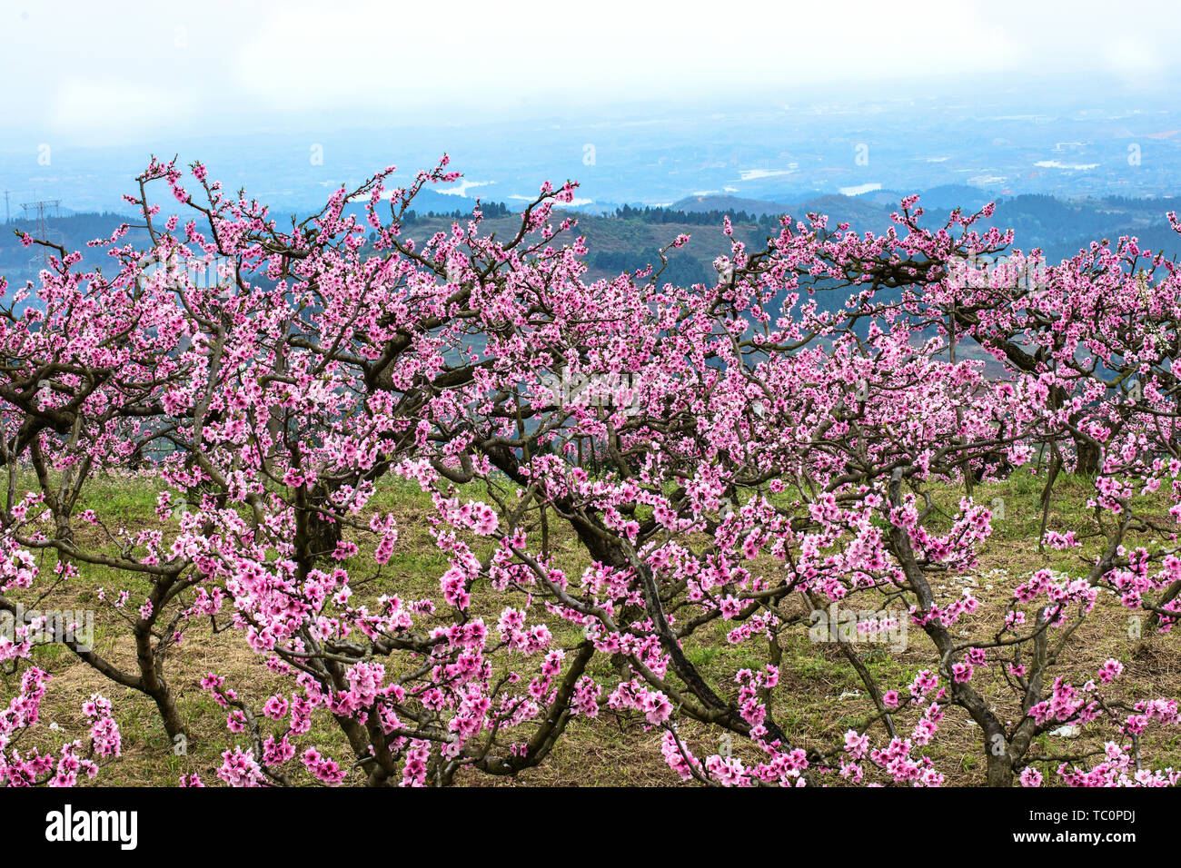 Am 23. März 2019, Longquan, Chengdu, Sichuan, wo das Peach Blossoms in voller Blüte stehen, der Pfirsich Blüten noch Lachen im Frühlingswind. Das Peach Blossoms konkurrieren zu öffnen, die Erde, Berge, Flüsse und Ströme lebendigen. Überall ist ein Feld der Hoffnung. Stockfoto