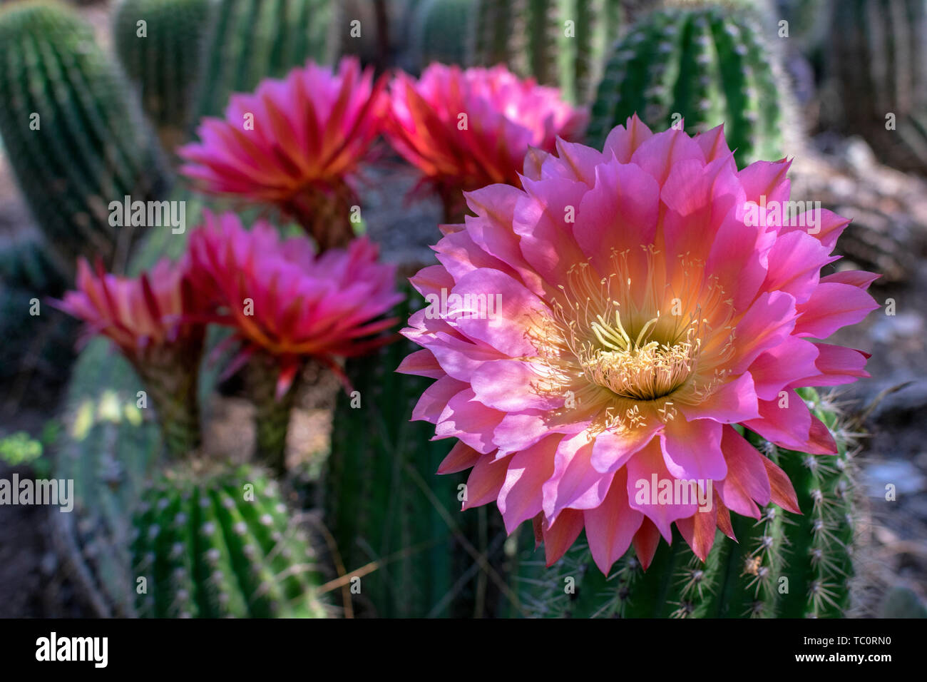 Rot und Lila großen, schönen und bunten Blumen von Hedgehog echinopsis Kakteen in voller Blüte im Kaktusgarten. Close Up. Stockfoto