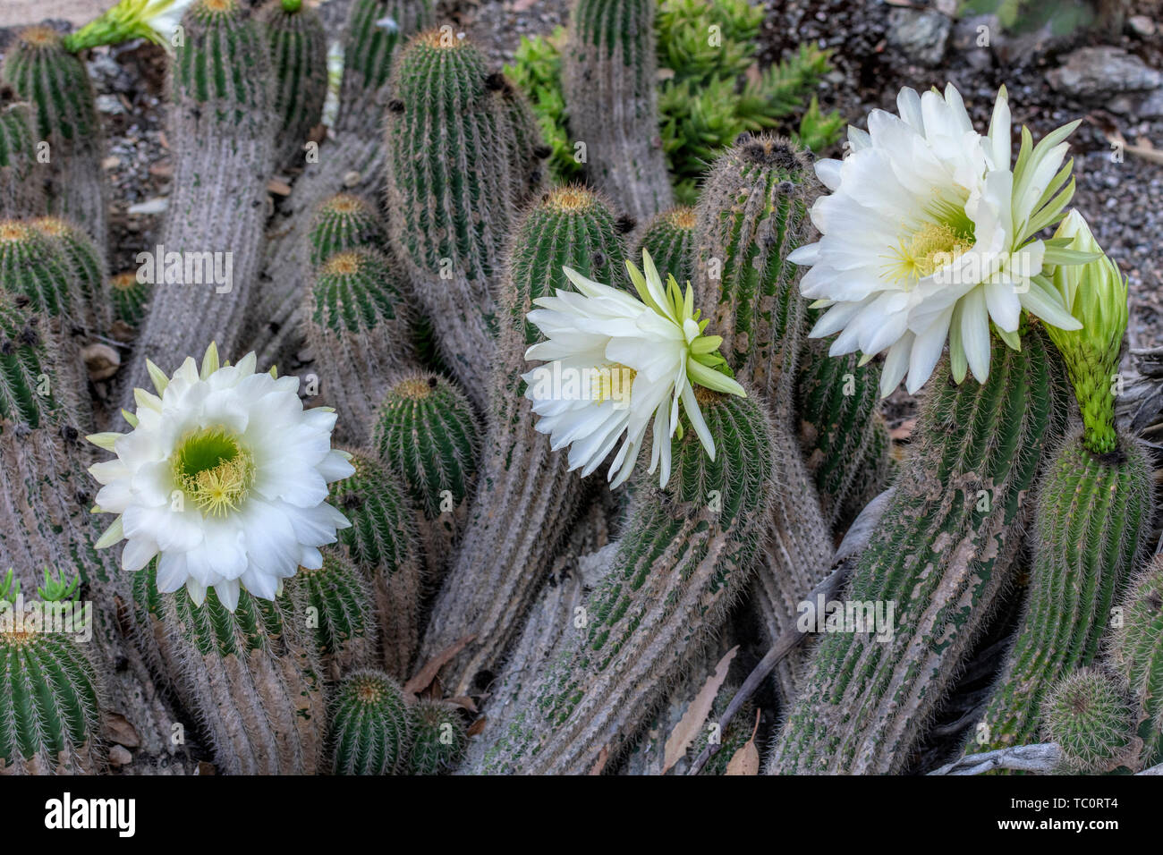 Weie Blumen von Igel, echinopsis Kakteen blhen im Kaktusgarten. Voller  Blte. Close Up Stockfotografie - Alamy