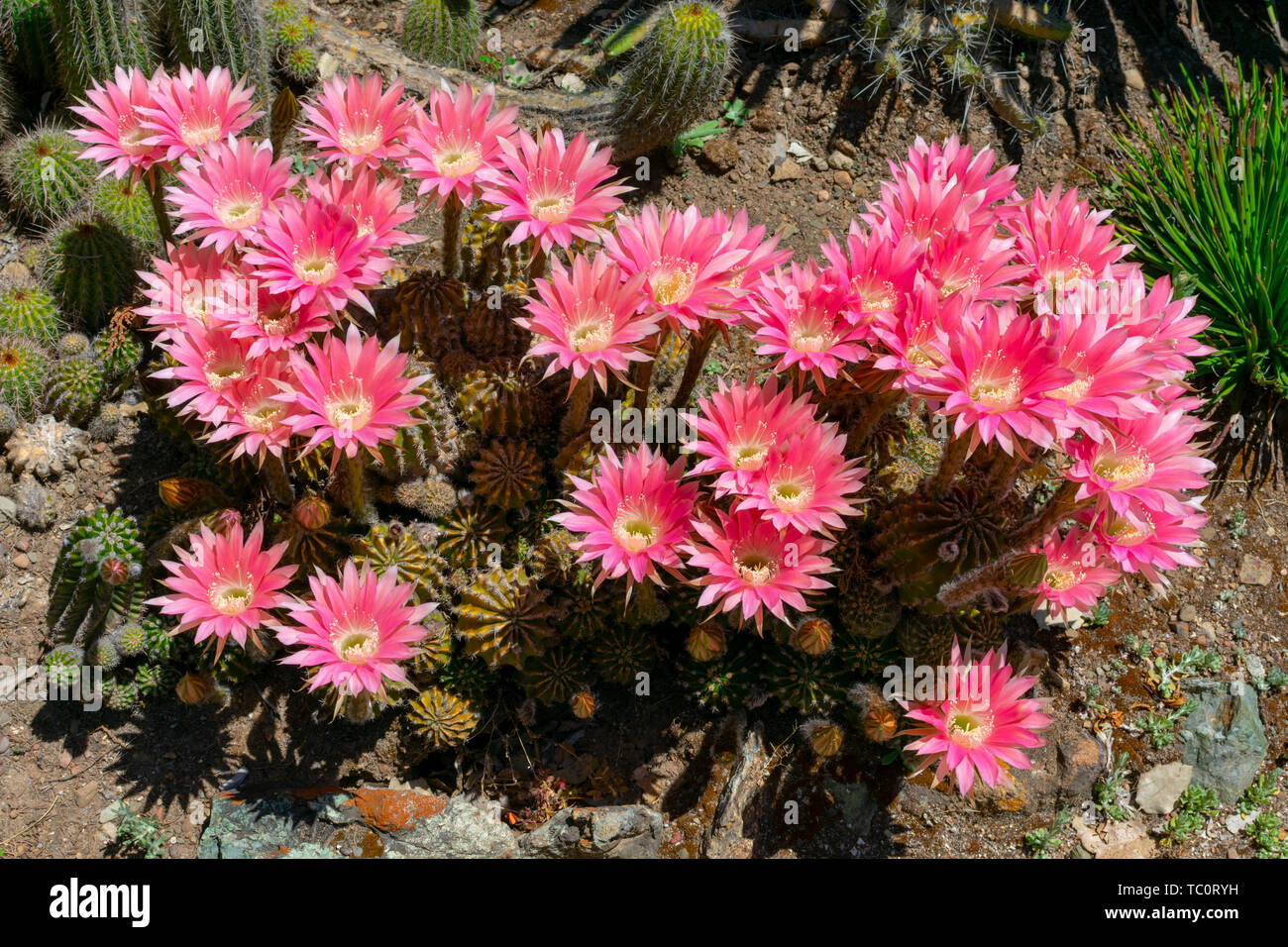 Kakteen in voller Blüte. Rosa Blüten von Igel, echinopsis Kakteen blühen im Kaktusgarten. Voller Blüte. Close Up. Stockfoto