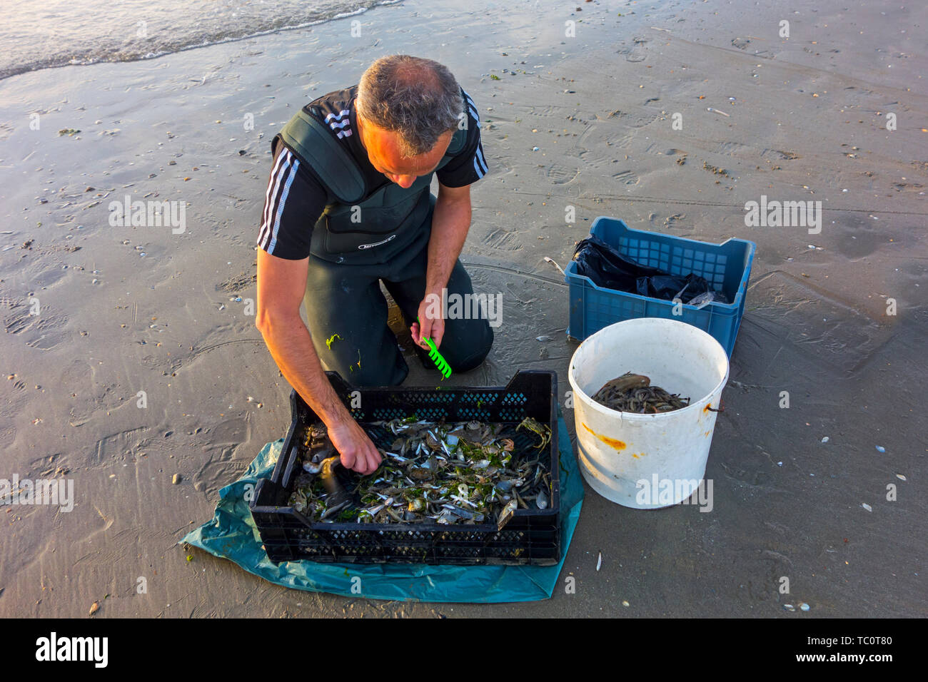 Shrimper Sortierung Fang von Garnelen drag net auf den Strand entlang der Nordseeküste gefangen Stockfoto