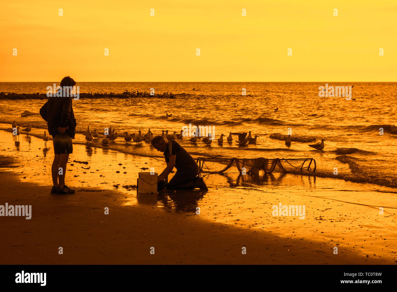 Shrimper Sortierung Fang von Garnelen drag net am Strand gefangen entlang der Nordseeküste und Möwen warten Beifang zu essen Stockfoto