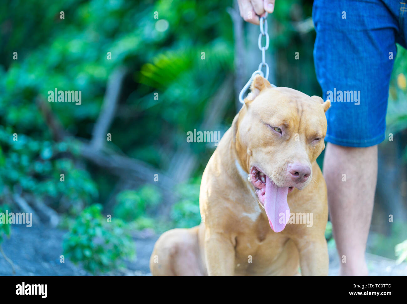 Die amerikanische Grube Stier Terrier Hund Müde und mit dem Besitzer, Pet und gefährlichen Hund Konzept gelangweilt Stockfoto