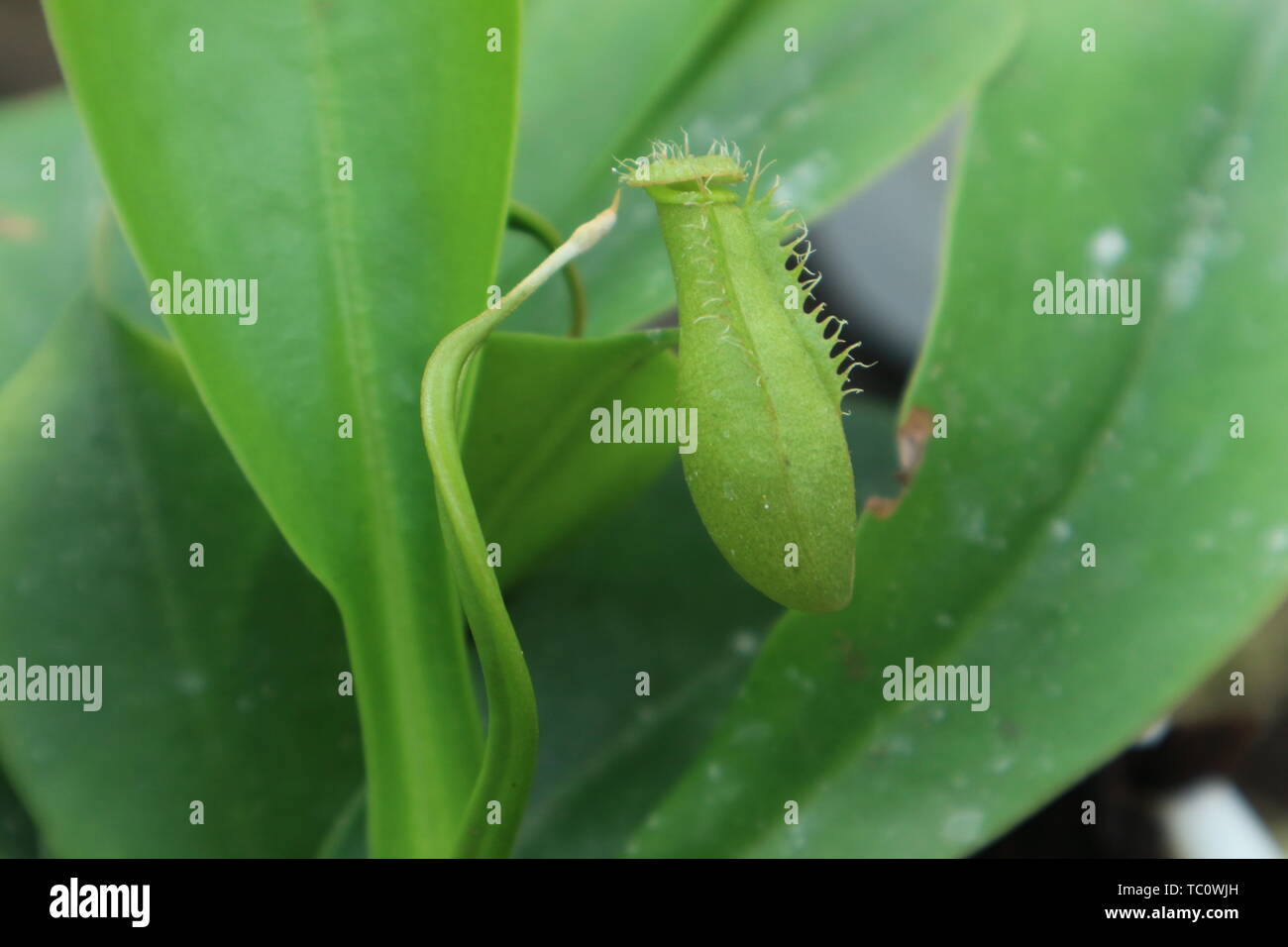 Tabletop Pflanzen, kleinen, grünen Topfpflanzen Farne, schlauchpflanzen,  Efeu Produktion beleuchten Stockfotografie - Alamy