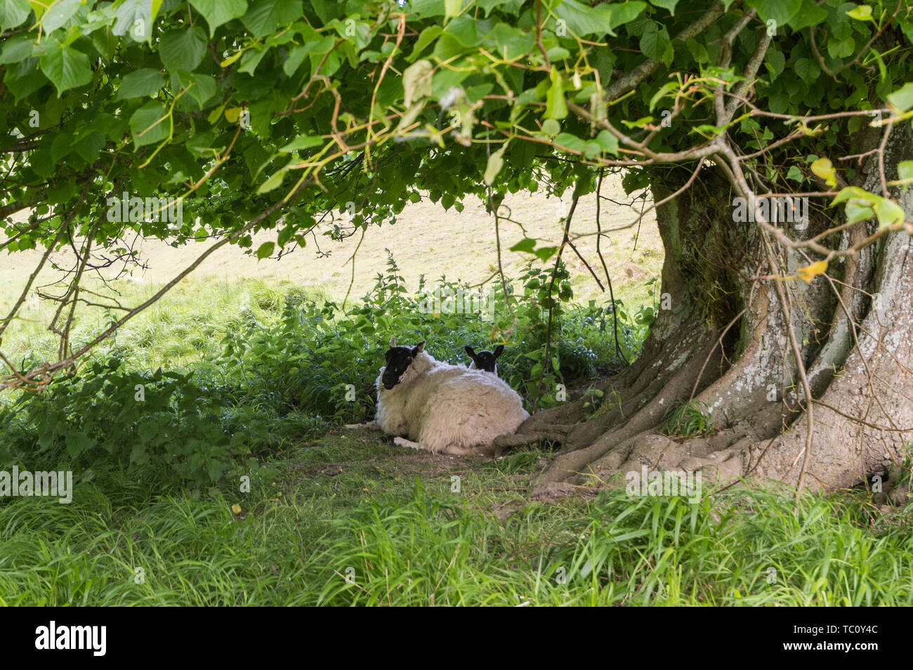 Schafe auf dem Boden sitzend Schutz unter einem Baum. Tier Unterschlupf unter einem Baum, der in England, Großbritannien. Stockfoto