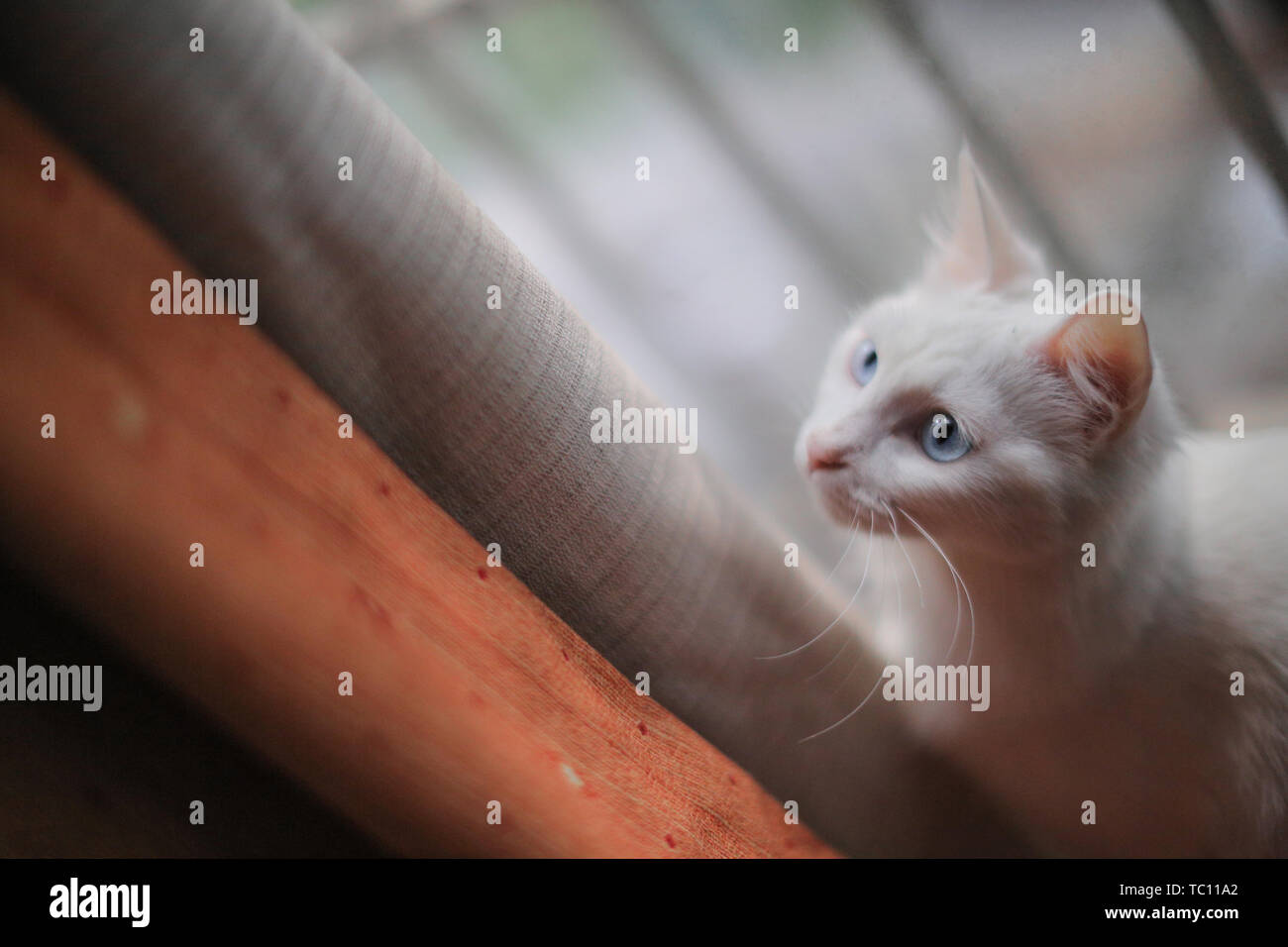 Katzen. Stockfoto