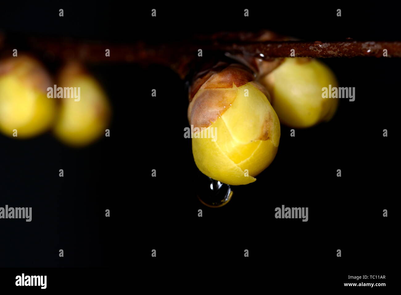 Plum flower Stockfoto