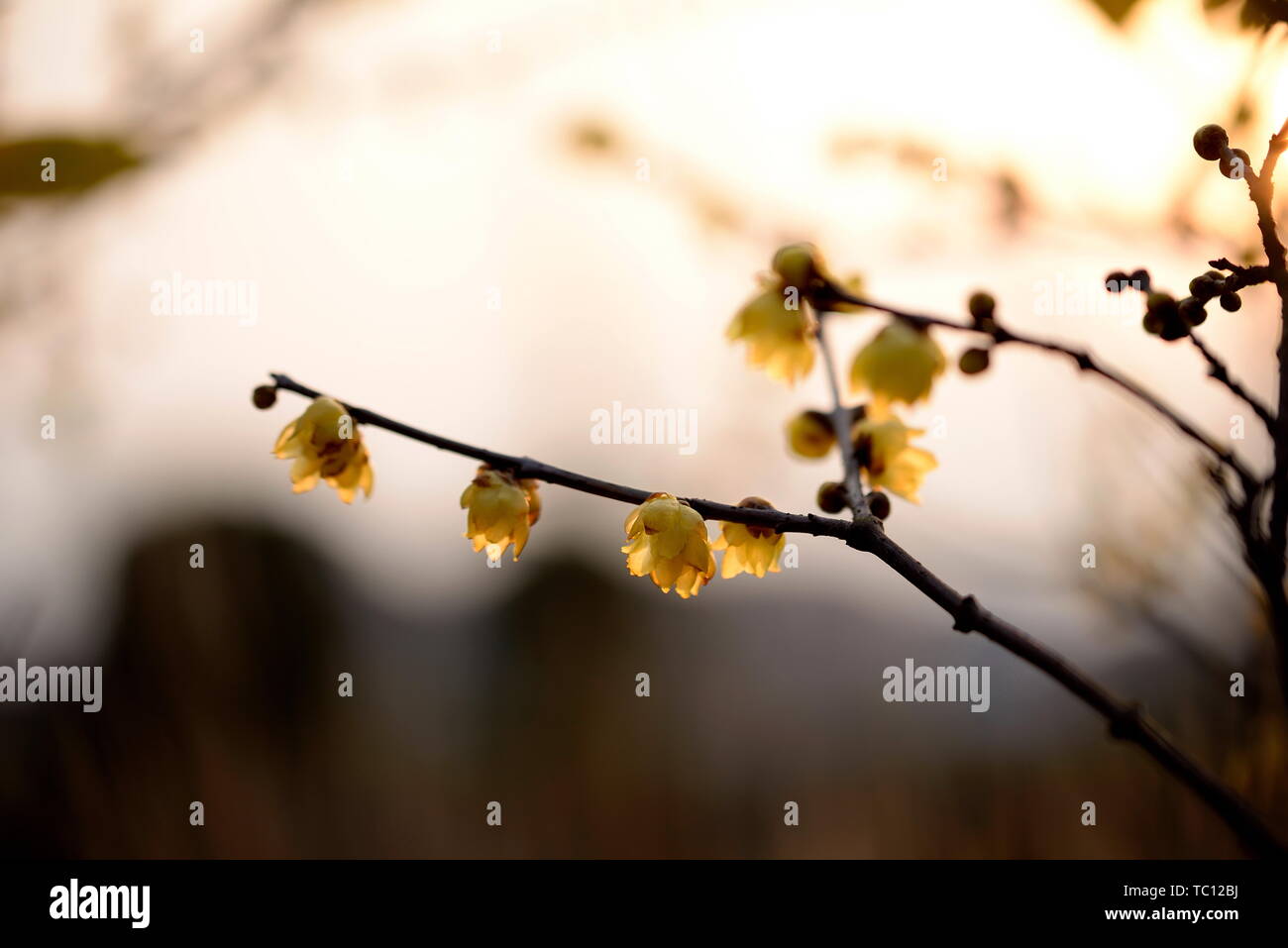 Plum flower Stockfoto