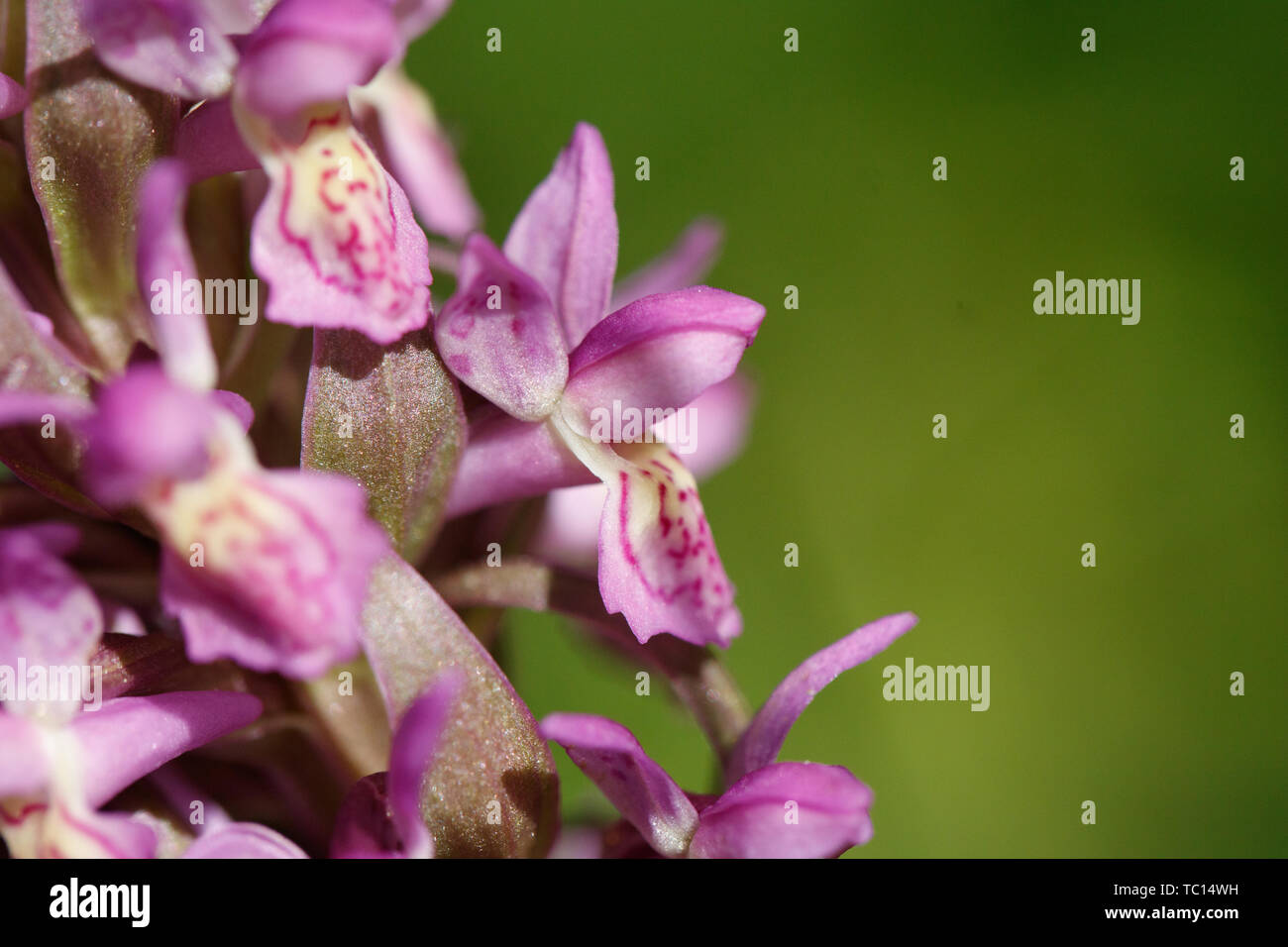 In der Nähe von zwei terrestrische Eurasischen Orchideen Stockfoto