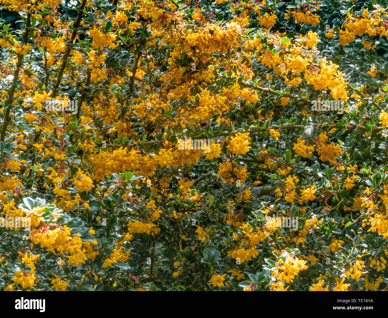 Ein Teil einer großen Blüte Bush von Berberis dawinii Stockfoto