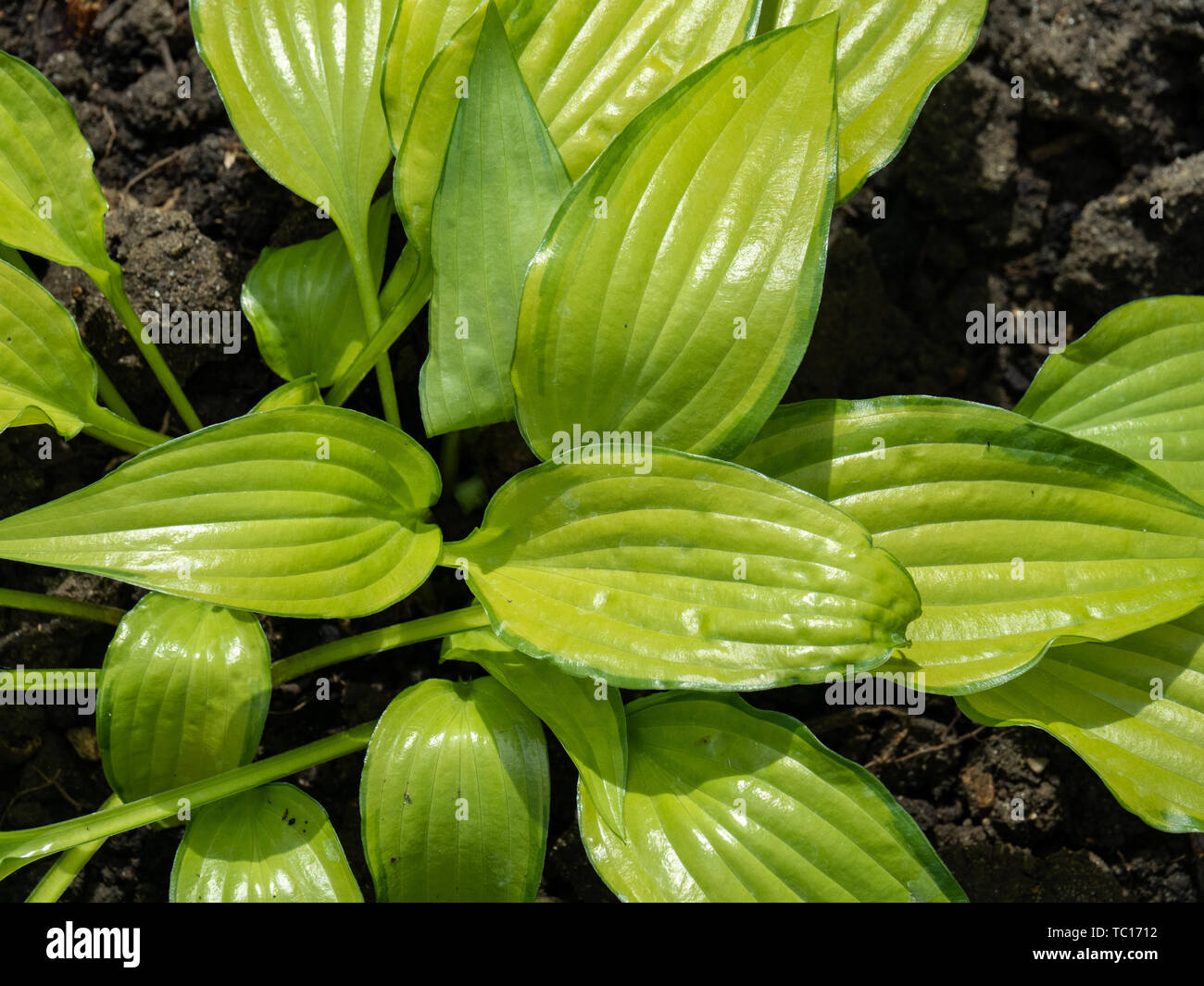 Eine Nahaufnahme von den hellgrünen Laub der Hosta chinesischen Sunrise Stockfoto