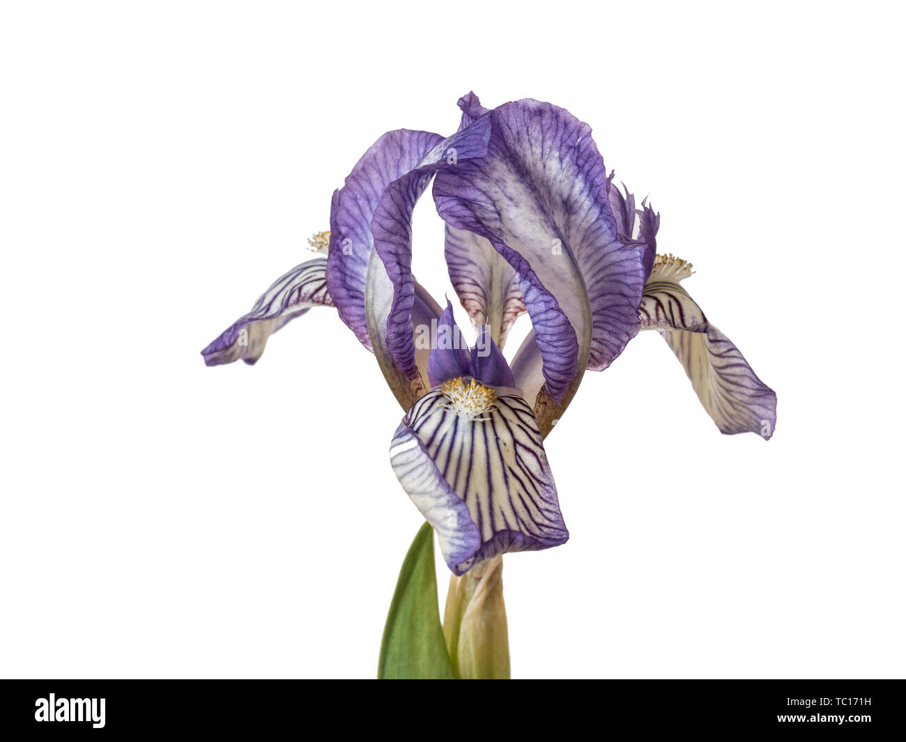 Nahaufnahme der hellblauen Blumen Iris Schreiber gegen einen reinen, weißen  Hintergrund Stockfotografie - Alamy