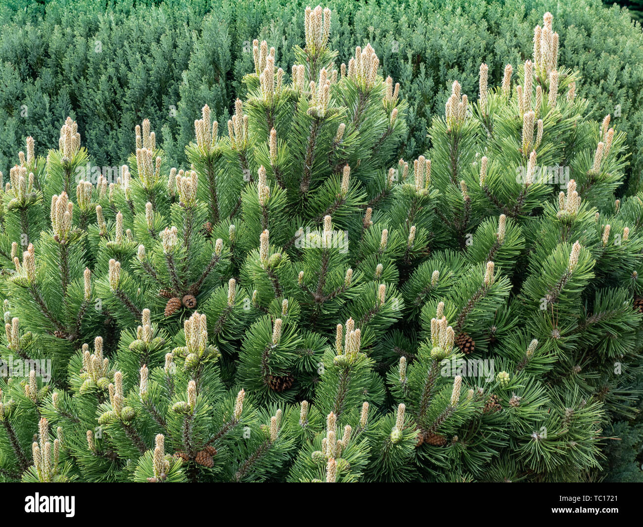 Eine grosse Pflanzen von Pinus Mugo in männlichen Blüten bedeckt Stockfoto