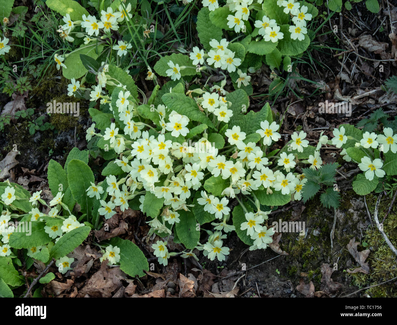 Büschel der Primel (Primula vulgaris) wächst an den Rand eines Feldes Stockfoto