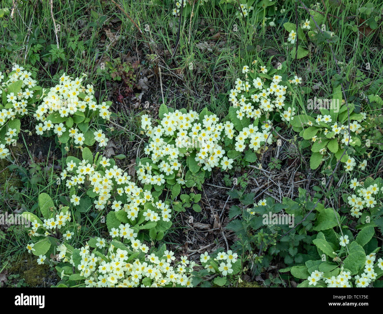 Büschel der Primel (Primula vulgaris) wächst an den Rand eines Feldes Stockfoto