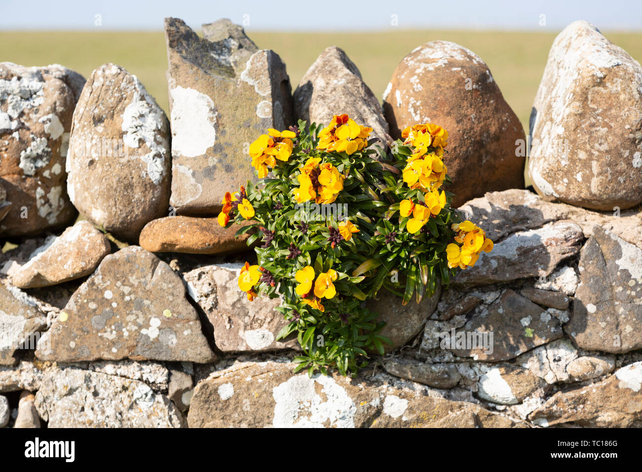 Gelbe Blumen von mauerblümchen Pflanze, Erysimum cheiri, wächst auf trockenen Steinmauer, Holy Island, England, Großbritannien Stockfoto