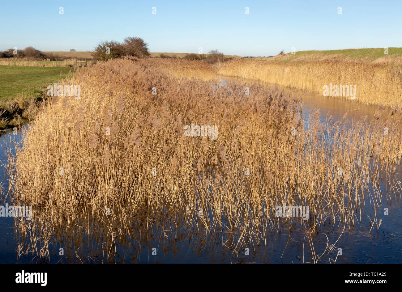 Schilf wächst in Entwässerungsgraben im Sumpfland, Boyton Sümpfe, Suffolk, England, Großbritannien Stockfoto