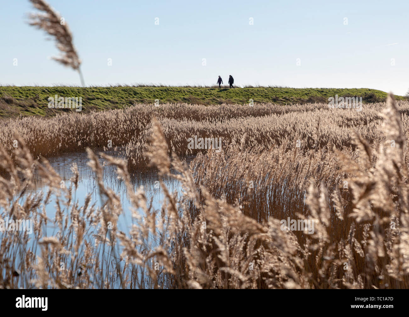 Zwei Menschen zu Fuß auf dem Fluss Hochwasserschutz Wand im Sumpfland, Boyton Sümpfe, Suffolk, England, Großbritannien Stockfoto