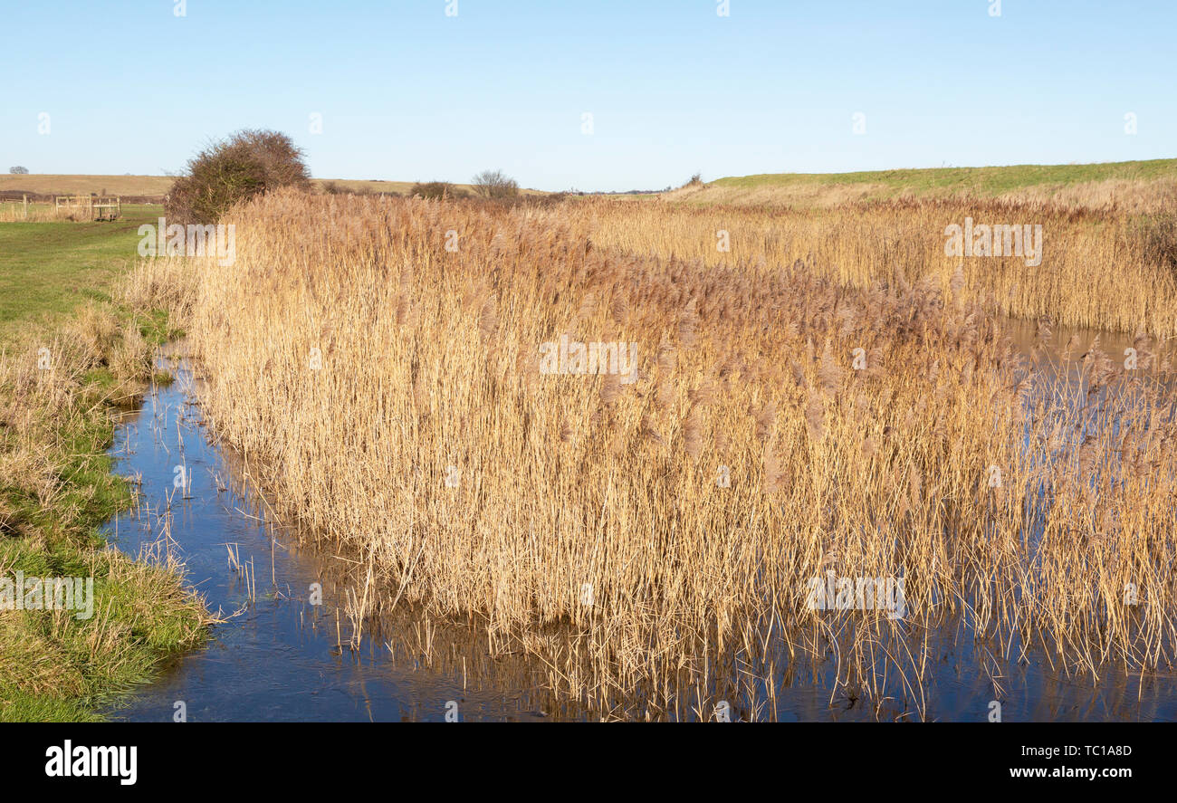 Schilf wächst in Entwässerungsgraben im Sumpfland, Boyton Sümpfe, Suffolk, England, Großbritannien Stockfoto