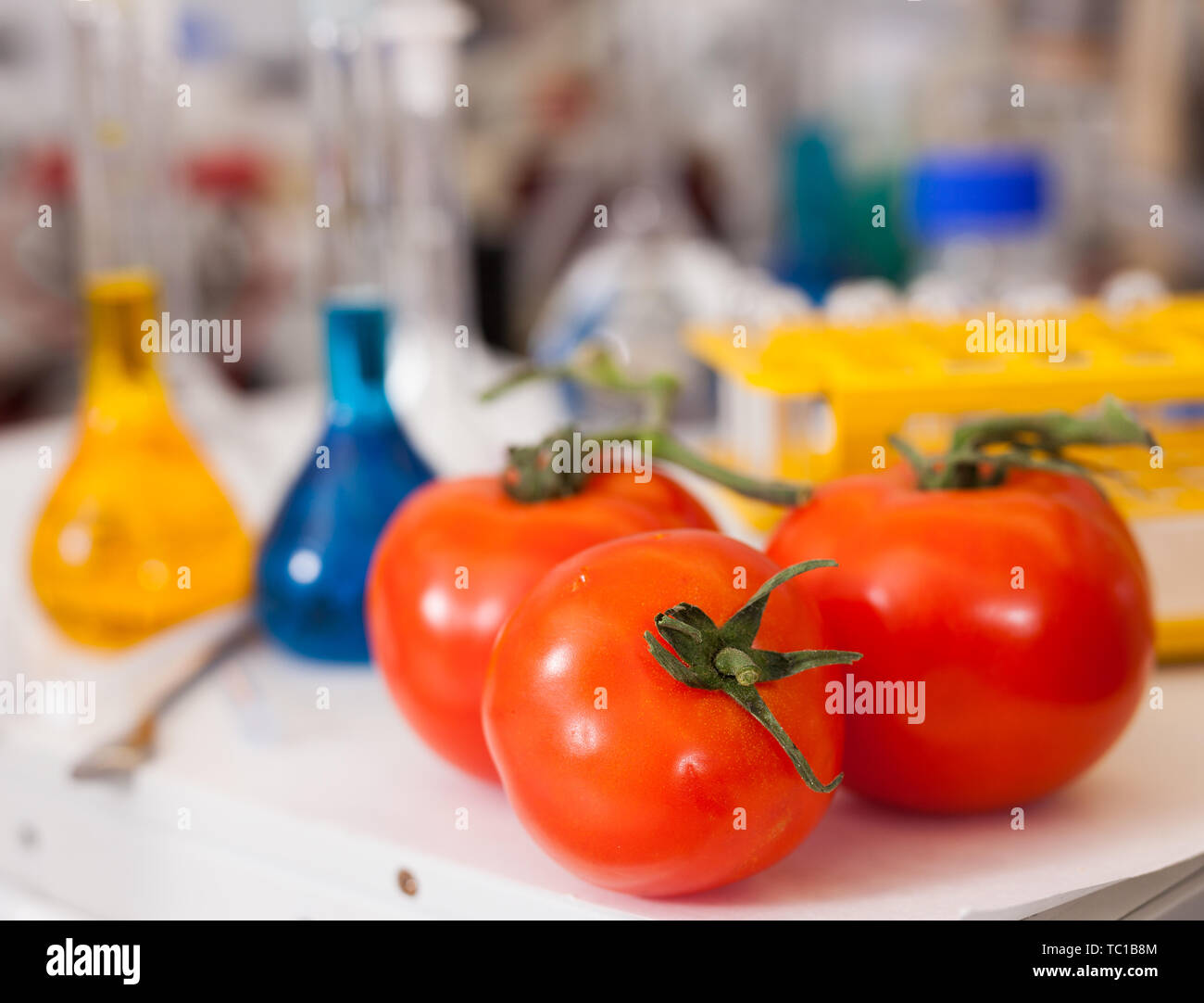 Frische Tomaten auf dem Tisch auf dem Hintergrund von Laborgeräten und farbigen chemische Reagenzien. Konzept der Forschung der gentechnischen Veränderung von Lebensmitteln Stockfoto