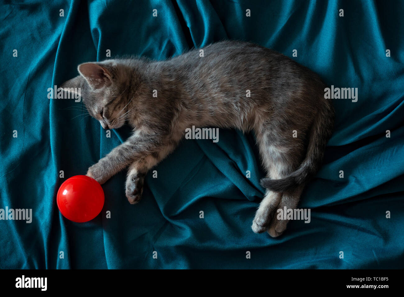 Schöne graue kleine Katze schlafend auf der Couch mit einem roten Ball Stockfoto