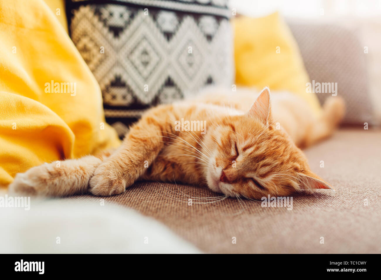 Ginger Cat Sleepng Auf Der Couch Im Wohnzimmer Mit Kissen Umgeben