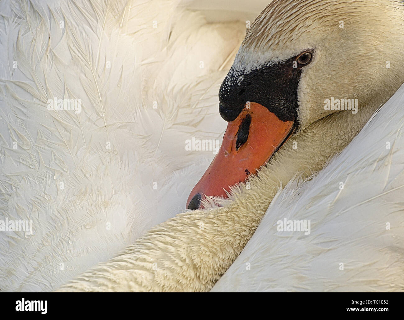 Höckerschwan (Cygnus olor) Portrait Stockfoto