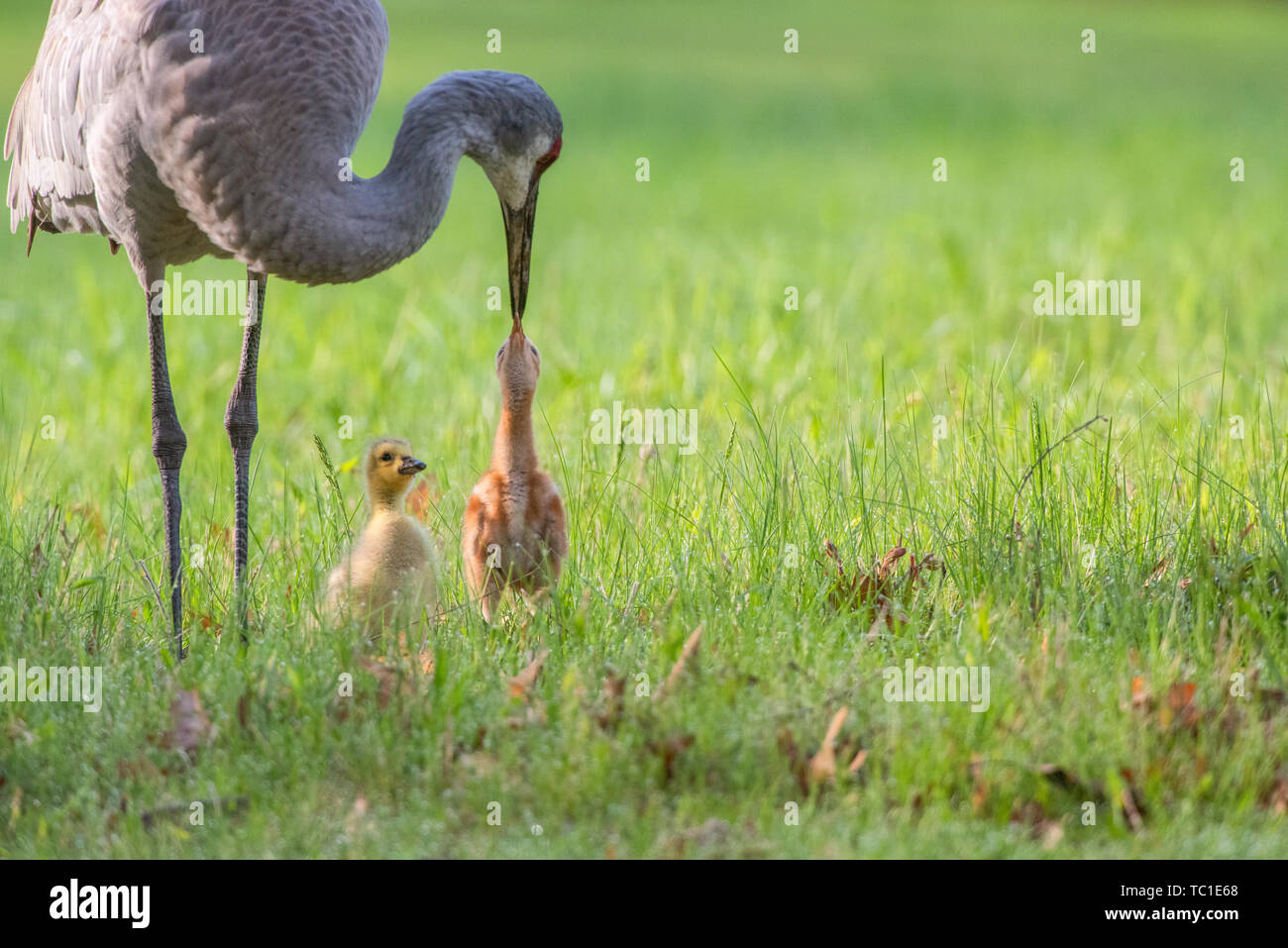 Sandhill Crane Fütterung Fohlen mit verabschiedet Kanada Gans gosling als Teil der Familie während der Frühling in Michigan Stockfoto