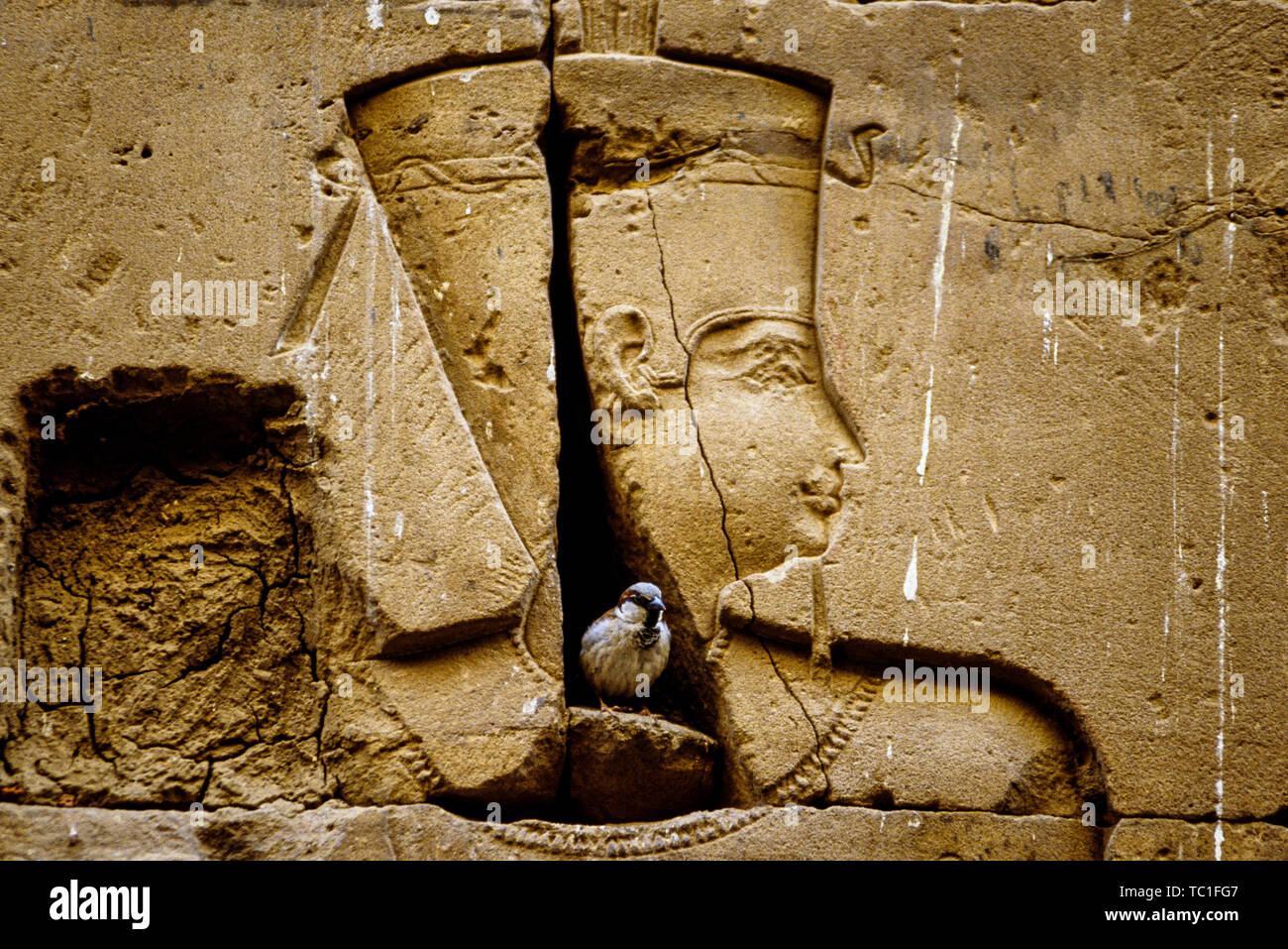 Foto: © Simon Grosset. Ein Spatz macht ein Nest in einem Riss in der Wand von Philae Tempel, Assuan, Ägypten. Archiv: Bild von einem ursprünglichen Trans digitalisiert Stockfoto