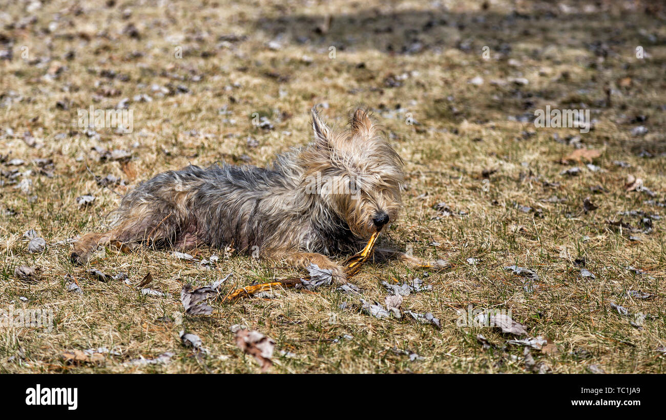 Ein Hund das Spielen in der Natur. Stockfoto