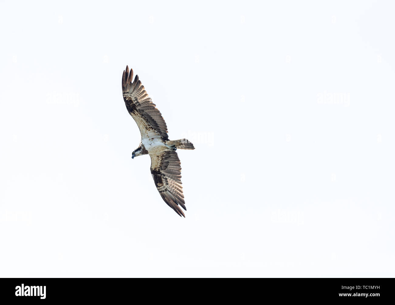 Eine osprey Gleiten in den Himmel warten, um Fische zu fangen. Stockfoto