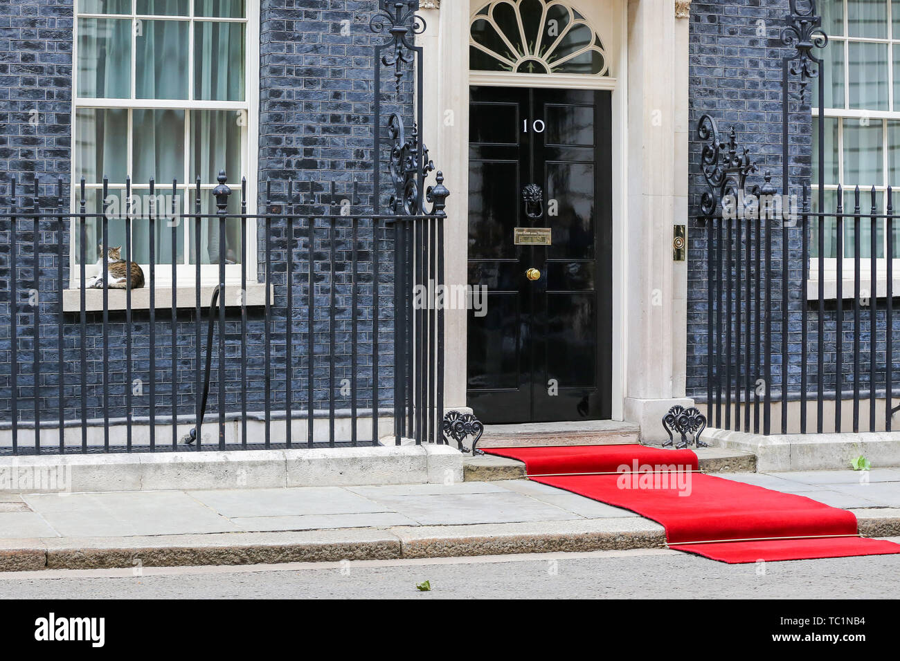 Ein Roter Teppich für die US-Präsident Donald Trump und First Lady Melania Trump Besuch in Downing Street am zweiten Tag Ihrer dreitägigen Staatsbesuch in Großbritannien gelegt. Larry, der 10 Downing Street cat und Chief Mouser des Cabinet Office schläft auf der Fensterbank. Stockfoto
