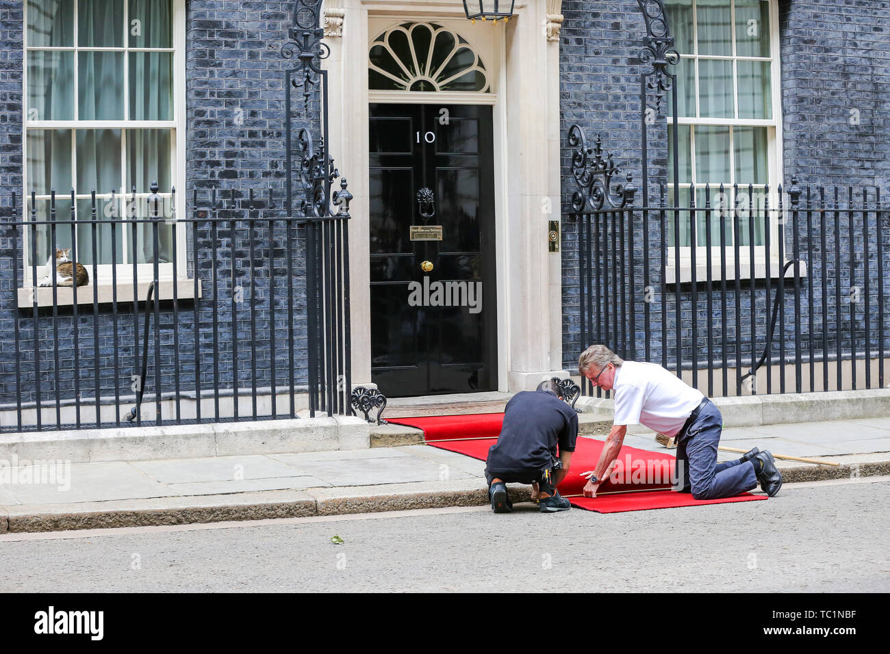 Handwerker legen Sie einen roten Teppich für den US-Präsidenten Donald Trump und First Lady Melania Trump Besuch in Downing Street am zweiten Tag Ihrer dreitägigen Staatsbesuch in Großbritannien. Larry, der 10 Downing Street cat und Chief Mouser des Cabinet Office schläft auf der Fensterbank. Stockfoto