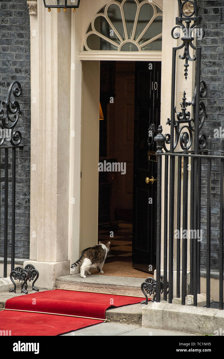 Larry die Katze tritt in Downing Street 10 während des zweiten Tages der US-Präsidenten und der First Lady des dreitägigen Staatsbesuch. Stockfoto