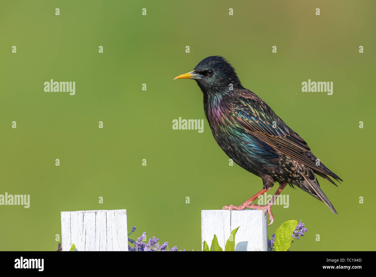 Männliche Europäischen Starling in Nordwisconsin. Stockfoto