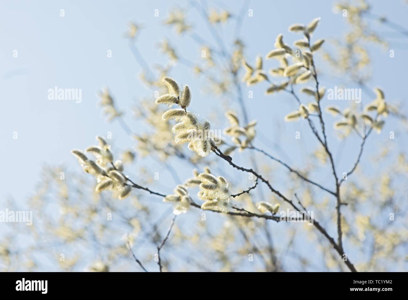 Willow Zweige mit palmkätzchen Frame auf blauem Hintergrund Stockfoto