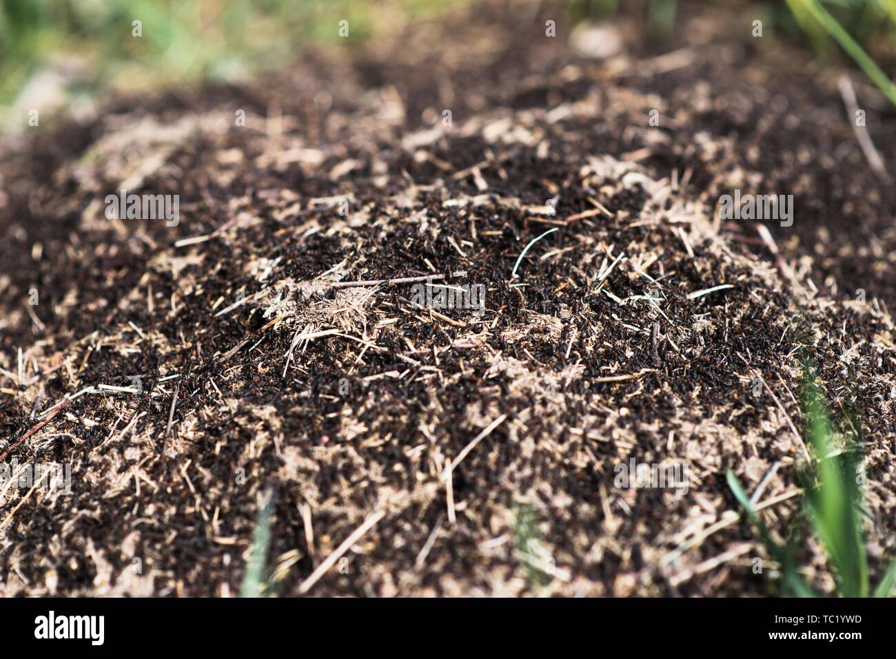 Ameisenhaufen in die Erde bei Boden- und grünen Pflanzen Stockfoto