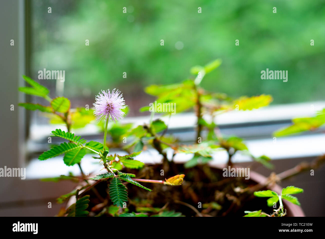 Rosa Mimosa pudica Anlage vor Fenster Stockfoto