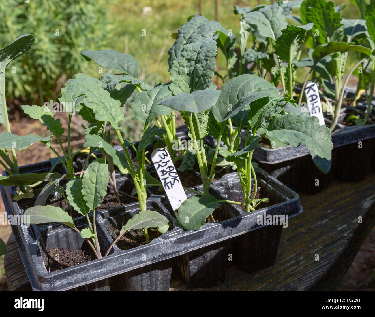 Nahaufnahme von Saatgut Fach der schwarzen kale Anlage Sämlinge, Brassica oleracea Lacinato, Stockfoto