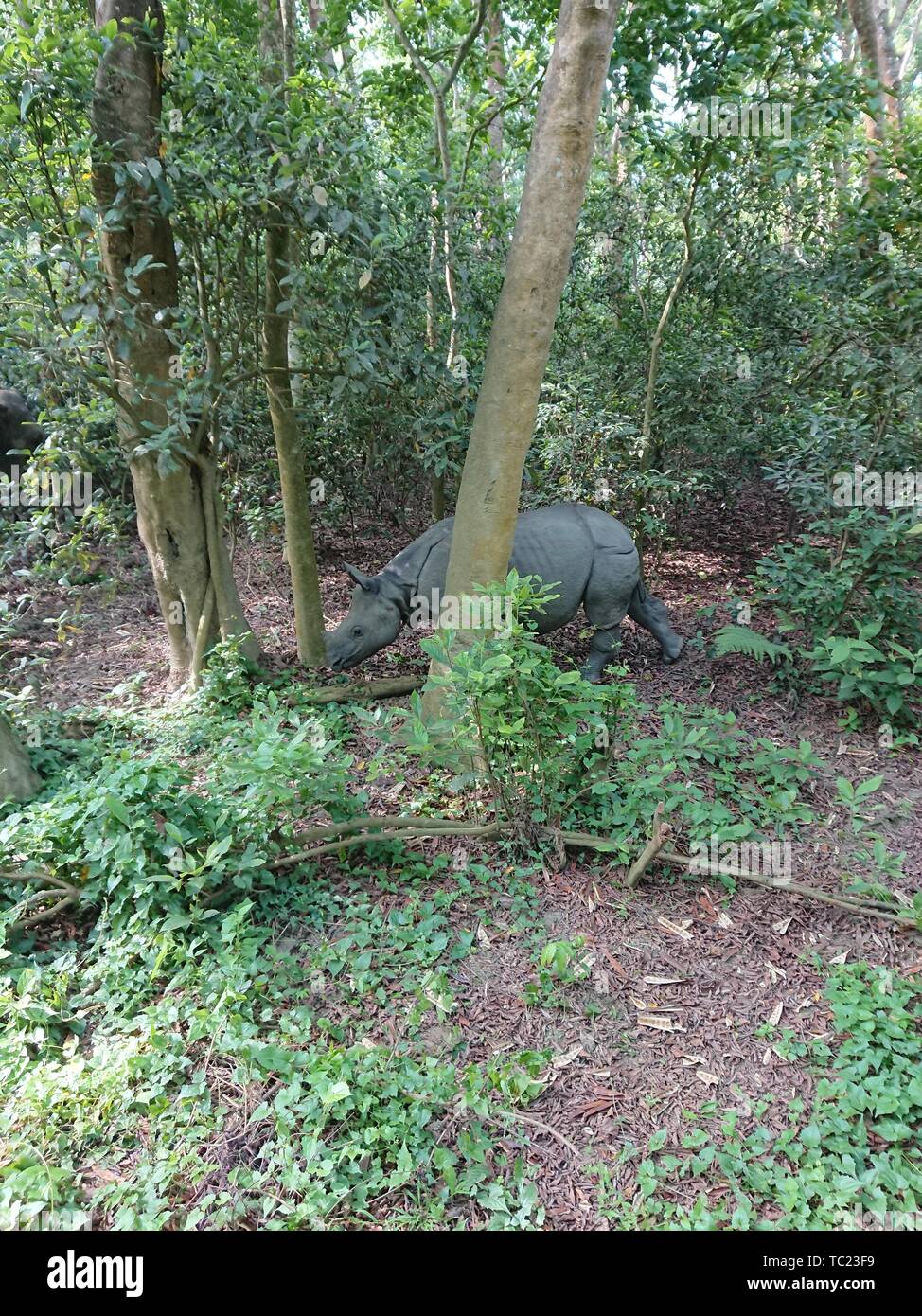 Fox's Weg zur Fotografie. Stockfoto