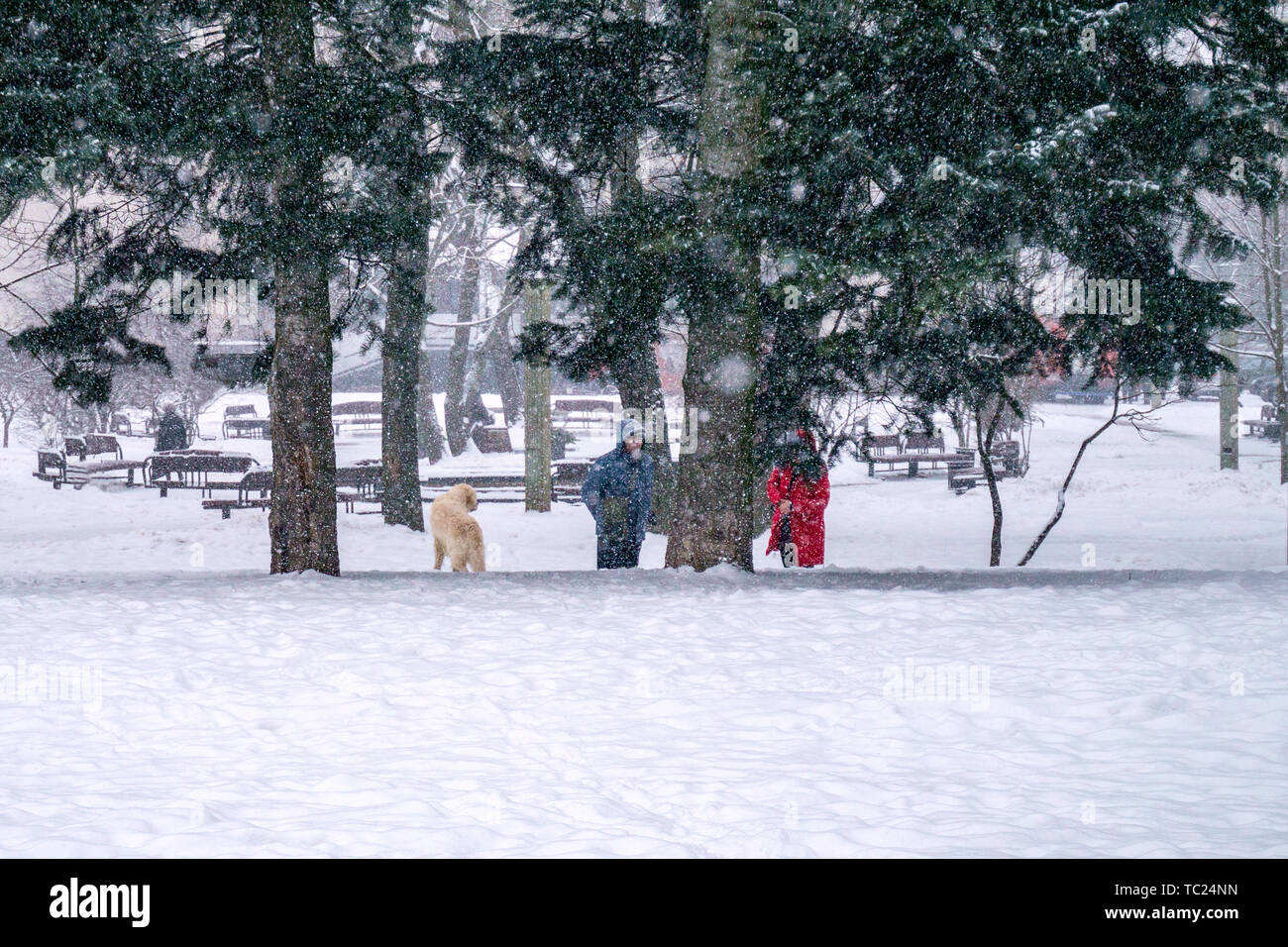 Schneefall in der Stadt. Mann und Frau und Hund im Winter draußen. Wetter Blizzard Stockfoto