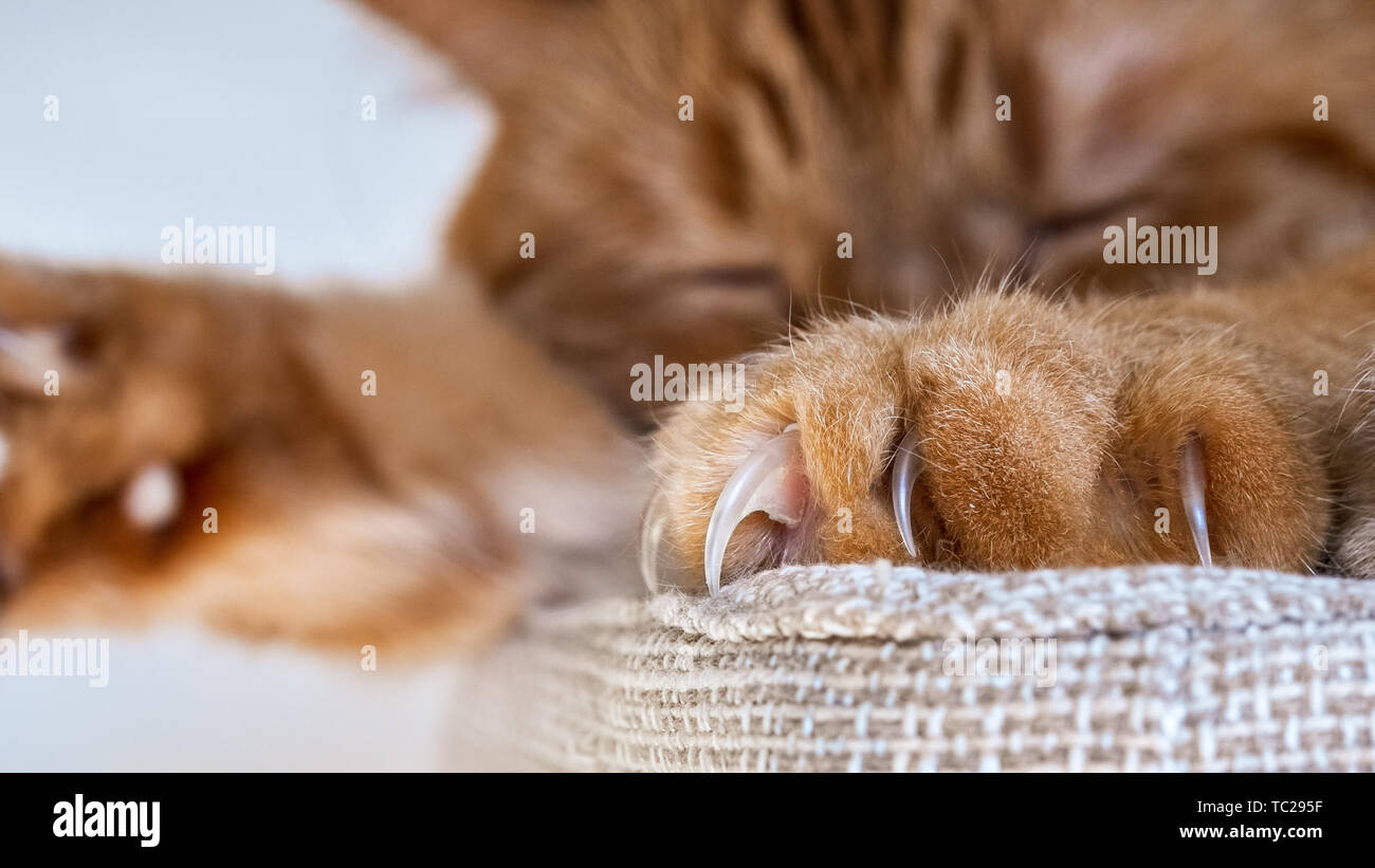 In der Nähe von großen Krallen sichtbar auf einem der vorderen Tatzen eines großen orange Katze schlafend auf einem Stuhl; Stockfoto