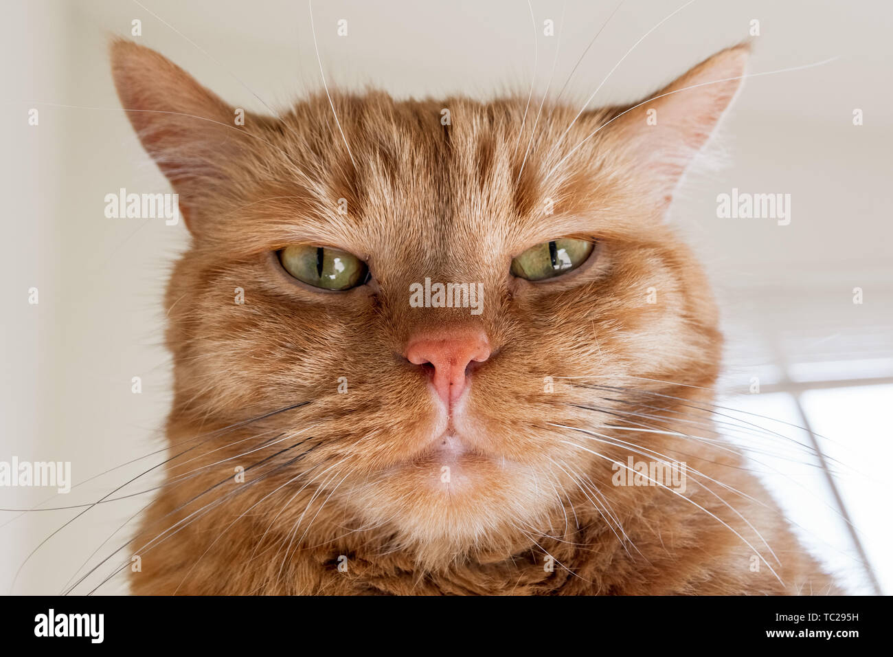 Große orange Cat direkt in die Kamera schaut; die Ohren sich seitwärts, Signalisierung Wut, Ärger, Entzündung; Stockfoto