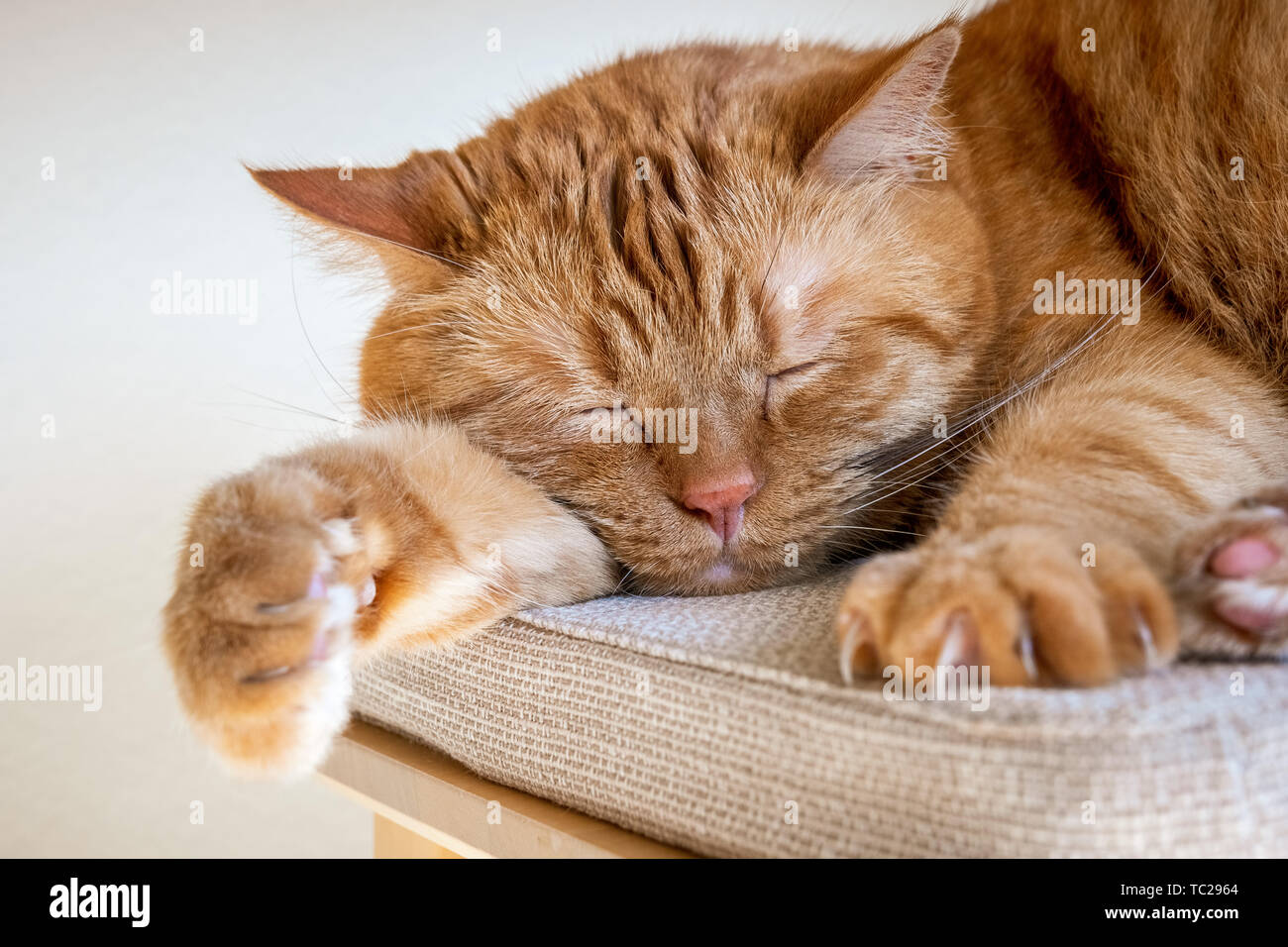 Große orange Katze schlafend auf einem Stuhl; große Krallen auf der vorderen Pfoten sichtbar Stockfoto