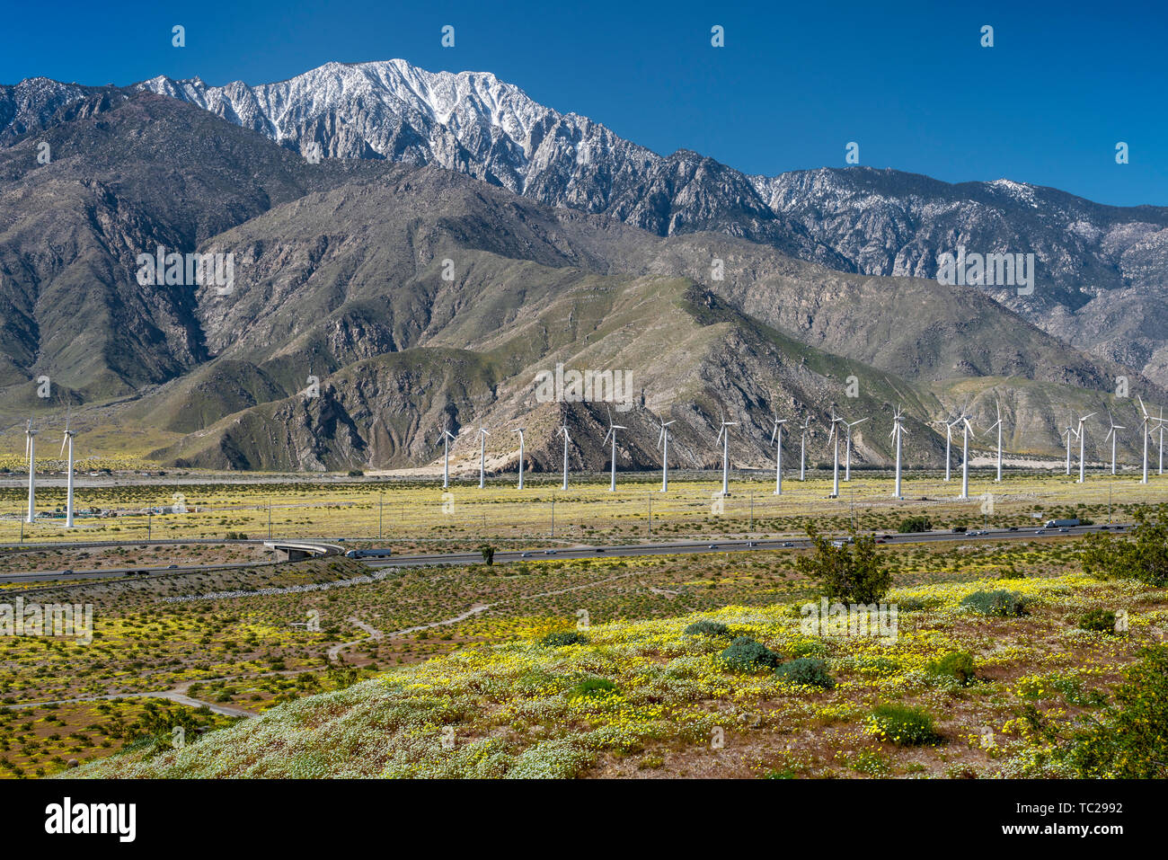 Spring wildflowers und der Windpark im San Gorgonio Pass in der Nähe von Palm Springs, Kalifornien, USA. Stockfoto