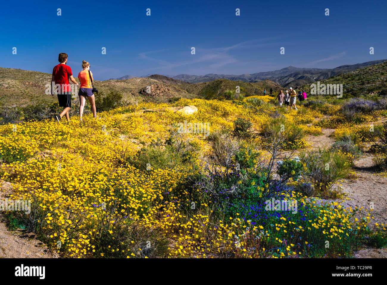 Feder Wildblumen blühen in den Joshua Tree National Park, Kalifornien, USA. Stockfoto